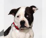 TOPANGA - Female Mutt Dog for Adoption - Small photo