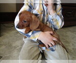 Small Photo #2 Dachshund Puppy For Sale in OWEN, WI, USA