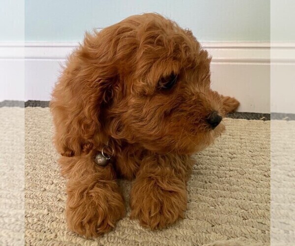 Medium Photo #3 Cavapoo-Poodle (Miniature) Mix Puppy For Sale in GAP, PA, USA