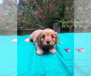 Medium Cavapoo