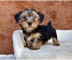Small #8 Yorkshire Terrier