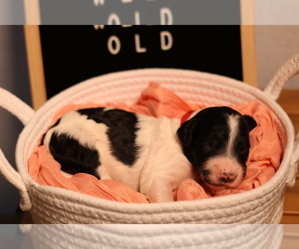 Medium Photo #35 Goldendoodle Puppy For Sale in MIAMI, FL, USA