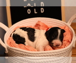 Small #1 Goldendoodle