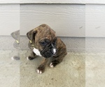 Small Photo #31 Boxer Puppy For Sale in LUCERNE VALLEY, CA, USA