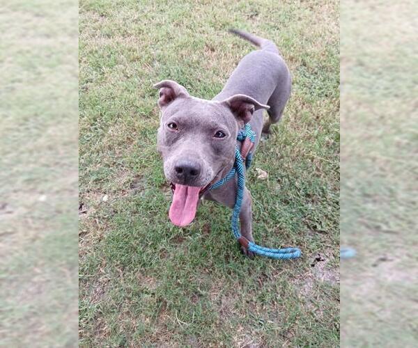 Medium Photo #3 American Staffordshire Terrier-Staffordshire Bull Terrier Mix Puppy For Sale in Corpus Christi, TX, USA