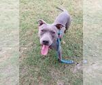 Small #2 American Staffordshire Terrier-Staffordshire Bull Terrier Mix