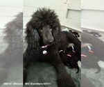 Small Photo #11 Poodle (Standard) Puppy For Sale in BROOKSVILLE, FL, USA