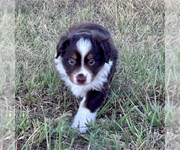 Medium Photo #2 Miniature American Shepherd Puppy For Sale in CANTON, TX, USA