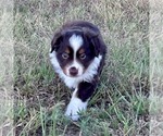 Small #1 Miniature American Shepherd