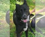 Small #2 Border Collie Mix