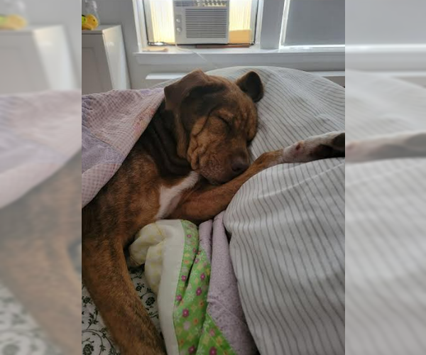 Medium Photo #2 Mutt Puppy For Sale in Elmsford, NY, USA