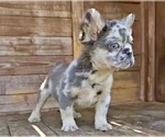 Small Photo #11 French Bulldog Puppy For Sale in ATHERTON, CA, USA