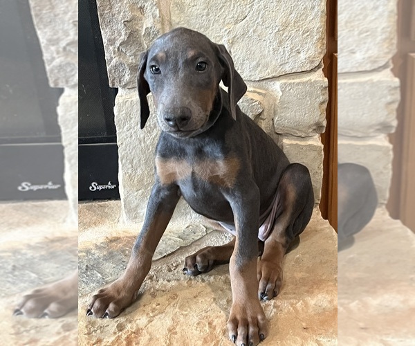 Medium Photo #1 Doberman Pinscher Puppy For Sale in DUBLIN, TX, USA