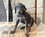 Puppy grey collar Doberman Pinscher