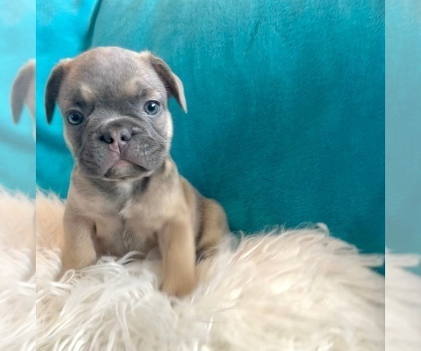 Medium Photo #3 French Bulldog Puppy For Sale in DETROIT, MI, USA