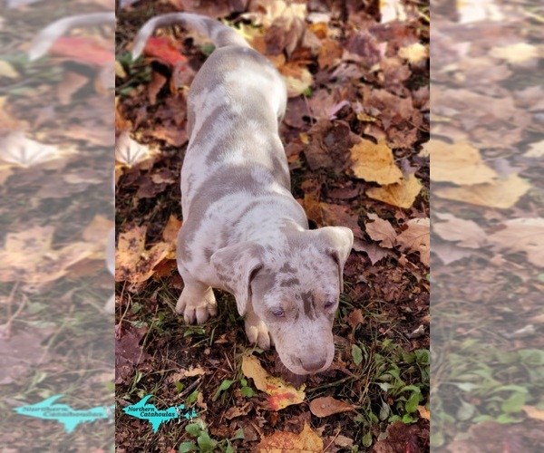 Medium Photo #5 Catahoula Leopard Dog Puppy For Sale in MORAN, MI, USA