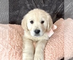 Small Photo #2 Golden Retriever Puppy For Sale in SPOKANE, WA, USA