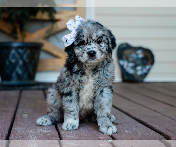 Medium Photo #4 Australian Retriever Puppy For Sale in LIBERTY, KY, USA