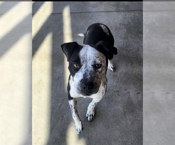 Medium Photo #1  Puppy For Sale in , 