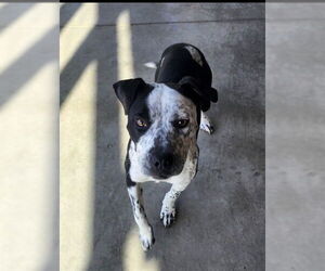 American Pit Bull Terrier Dogs for adoption in Decatur, IL, USA