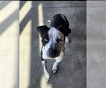 Small Photo #1  Puppy For Sale in , 