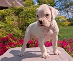 Small #1 Boxer
