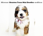 Small Photo #11 Australian Labradoodle-Miniature Bernedoodle Mix Puppy For Sale in HOUSTON, TX, USA