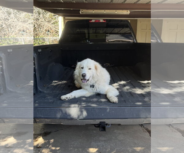 Medium Photo #2 Great Pyrenees-Unknown Mix Puppy For Sale in Dallas, TX, USA