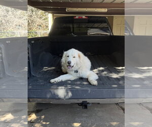 Bailey - Male Great Pyrenees-Unknown Mix Dog for Adoption - Photo #2