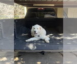 Small Photo #2 Great Pyrenees-Unknown Mix Puppy For Sale in Dallas, TX, USA