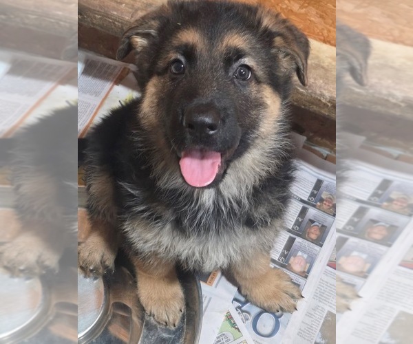 Medium Photo #1 German Shepherd Dog Puppy For Sale in DERRY, PA, USA