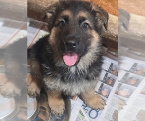 German Shepherd Dog Puppy for sale in DERRY, PA, USA