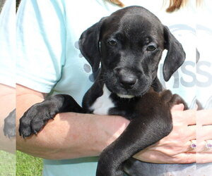 Retriever -Unknown Mix Dogs for adoption in Prattville, AL, USA