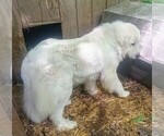 Small Photo #7 Great Pyrenees Puppy For Sale in MORGANTOWN, WV, USA