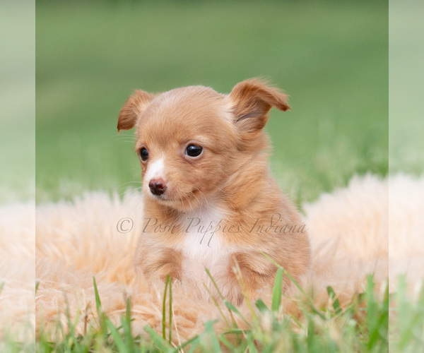 Medium Photo #34 Chihuahua Puppy For Sale in WARSAW, IN, USA