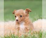 Small Photo #34 Chihuahua Puppy For Sale in WARSAW, IN, USA