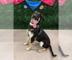 Shepradors Dogs for adoption in Grasswood, Saskatchewan, Canada
