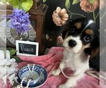 Small #1 Cavalier King Charles Spaniel
