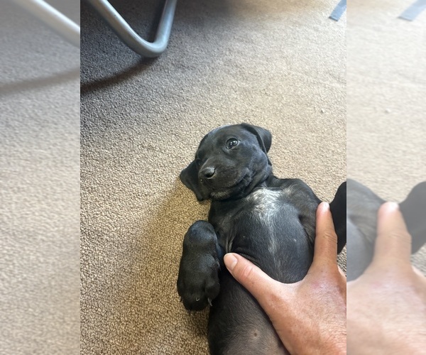 Medium Photo #2 German Shorthaired Pointer Puppy For Sale in LEWISTON, NY, USA