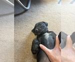 Small #1 German Shorthaired Pointer