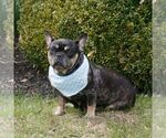 Small Photo #1 French Bulldog Puppy For Sale in NARVON, PA, USA
