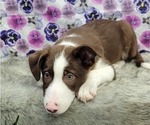 Small Photo #9 Border Collie Puppy For Sale in BLAKESBURG, IA, USA