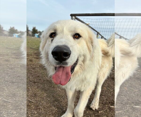 Medium Photo #1 Great Pyrenees Puppy For Sale in Missoula, MT, USA