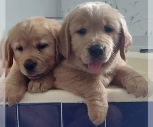 Golden Retriever Puppy for sale in CLEMMONS, NC, USA