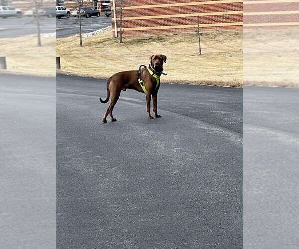 Medium Photo #3 Labrador Retriever-Unknown Mix Puppy For Sale in Evansville, IN, USA