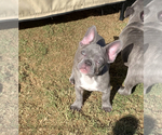 Small Photo #39 French Bulldog Puppy For Sale in SACRAMENTO, CA, USA