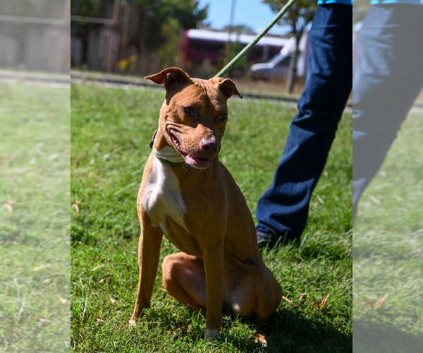 Medium Photo #4 American Pit Bull Terrier Puppy For Sale in Glen Allen, VA, USA