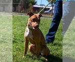 Small #3 American Pit Bull Terrier