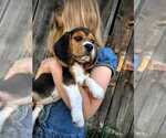 Puppy Gimli Beagle