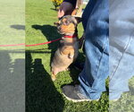 Small Photo #3 Chihuahua-Unknown Mix Puppy For Sale in Pierceton , IN, USA